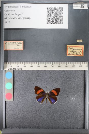 Media type: image;   Entomology 148973